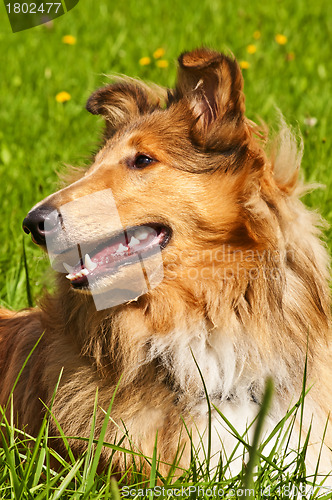 Image of Collie dog