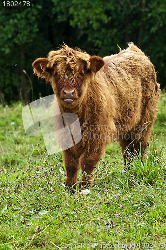 Image of scottish highland calve