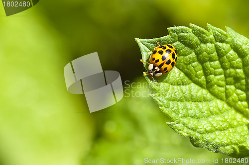 Image of  lady`s  beetle