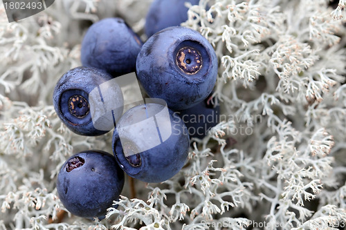 Image of Close up of Bilberries on Cladonia Lichen