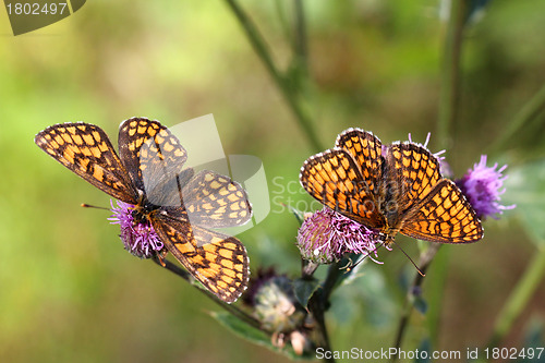 Image of Two Heath Fritillary butterflies feeding on flowers