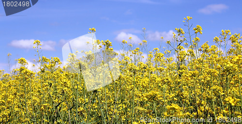 Image of Rapeseed Field and Blue Sky