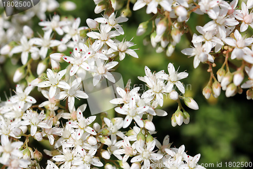 Image of White flowers of Sedum album (White Stonecrop)