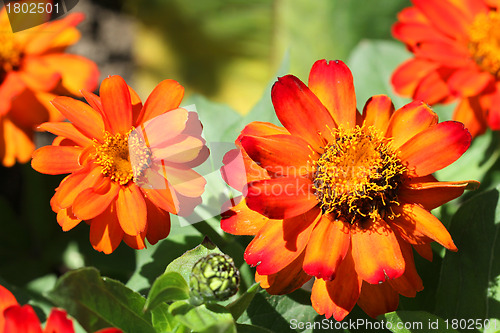 Image of Colorful Tagetes Patula (French Marigold) Flowers