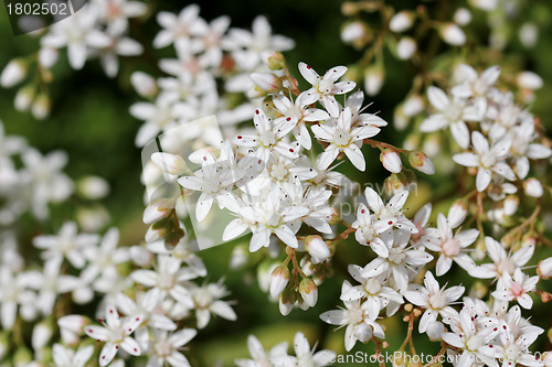 Image of White flowers of Sedum album (White Stonecrop)