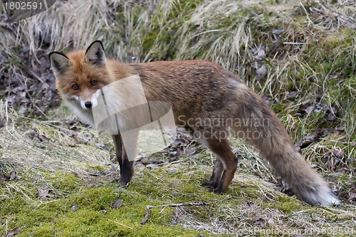 Image of red fox