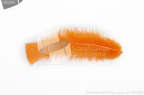 Image of orange feather