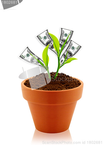 Image of money tree