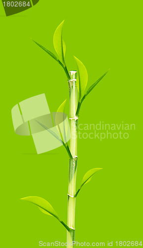 Image of Green Bamboo 