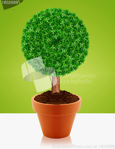 Image of Small green tree