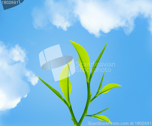 Image of Green leaves and twig