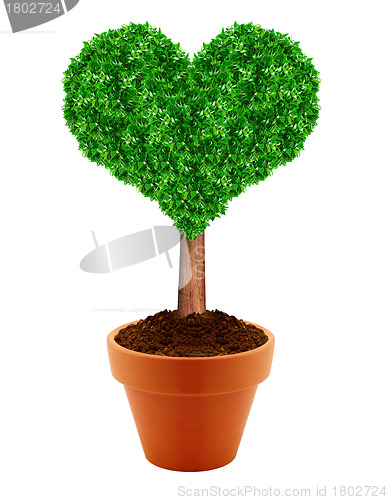 Image of Small green tree