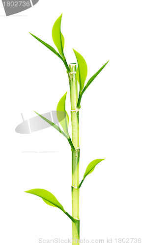 Image of Green Bamboo 