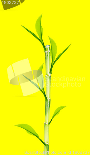 Image of Green Bamboo 