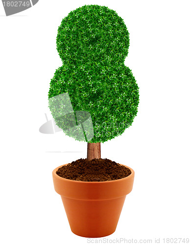 Image of Small green tree