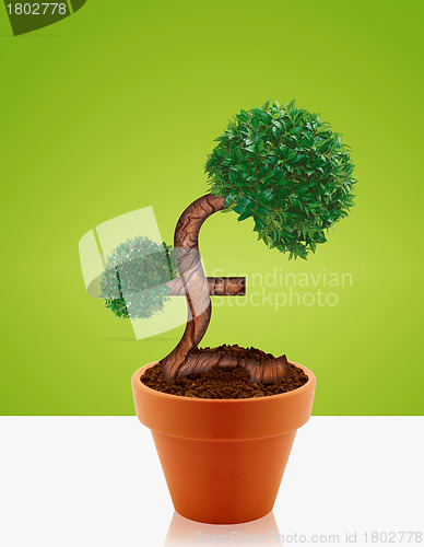 Image of Money tree 