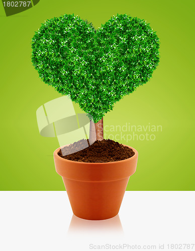 Image of Small green tree