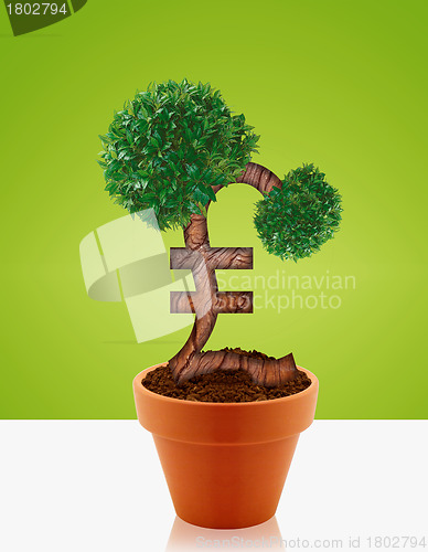 Image of Money tree 