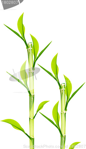 Image of Green Bamboo 