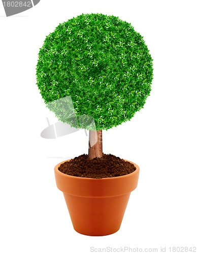 Image of Small green tree