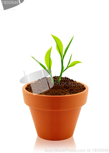 Image of House plant 