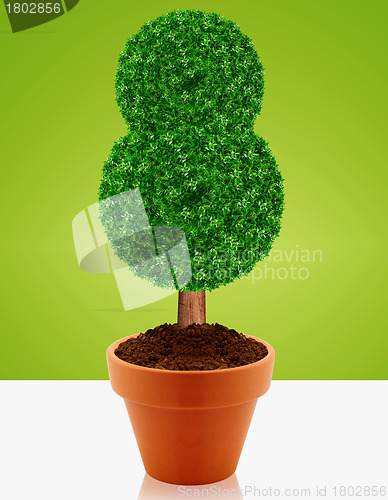 Image of Small green tree