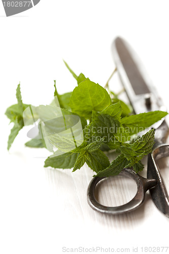Image of Mint leaves