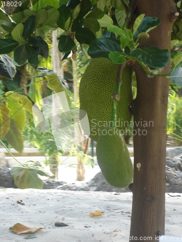 Image of Hanging Jackfruit