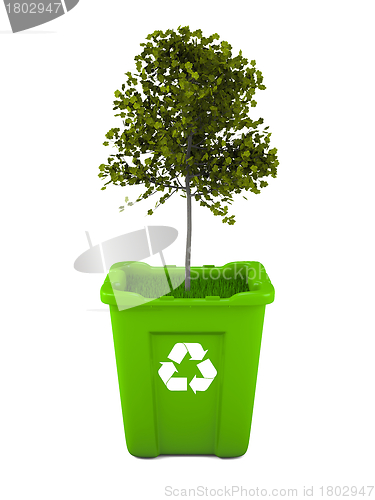 Image of Maple tree growing in recycle bin