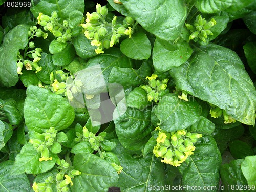 Image of Flowers of tobacco