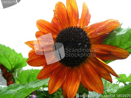 Image of beautiful yellow  sunflower