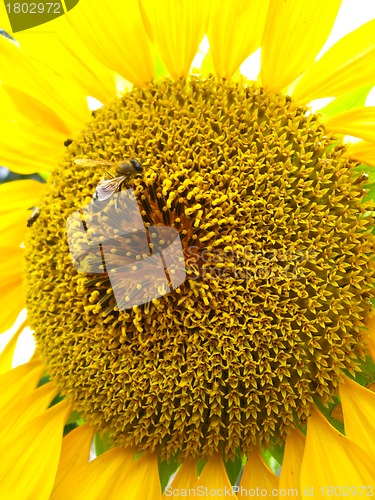 Image of beautiful yellow  sunflower