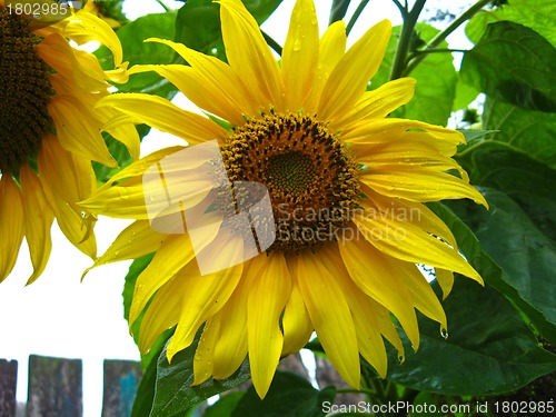 Image of beautiful yellow  sunflower