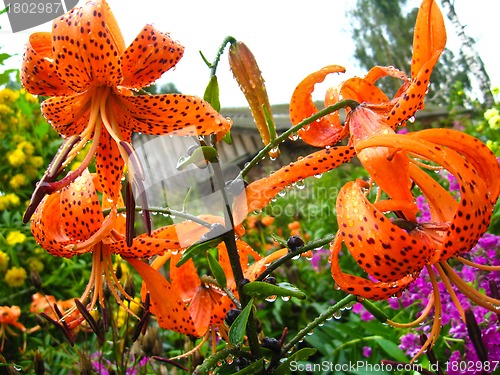 Image of beautiful redheaded lilies