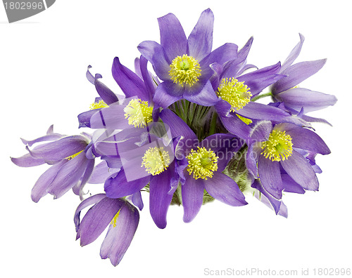 Image of Bouquet from snowdrops