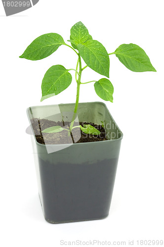 Image of Seedlings of pepper