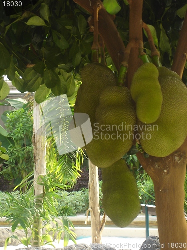 Image of Growing Jackfruit