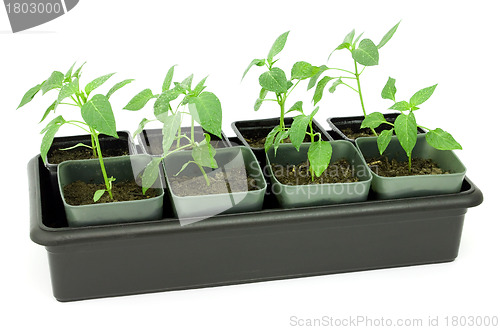 Image of Seedlings of pepper