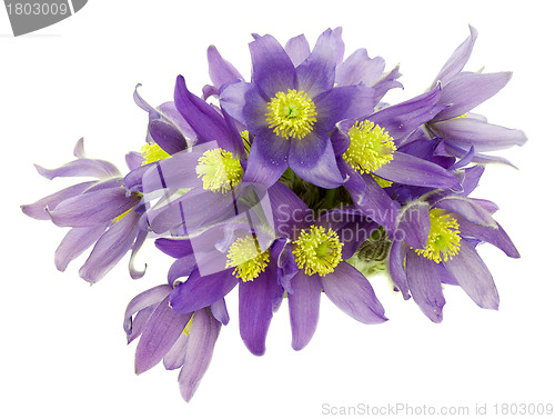 Image of Bouquet from snowdrops