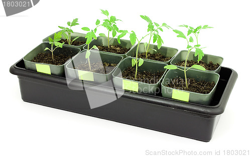 Image of Seedlings of tomatoes