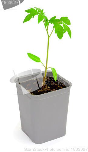 Image of Seedlings of tomatoes