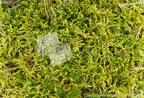 Image of Moss in swamp