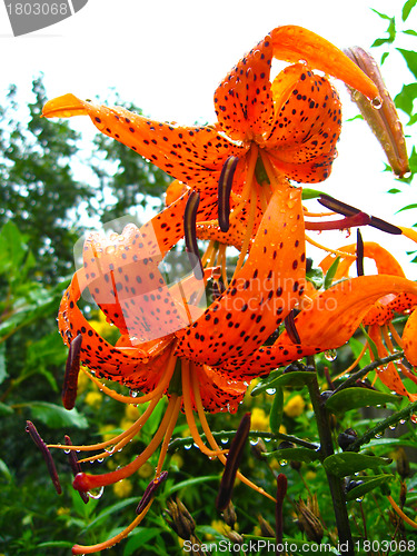 Image of beautiful redheaded lilies