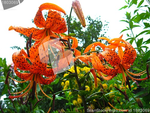 Image of beautiful redheaded lilies