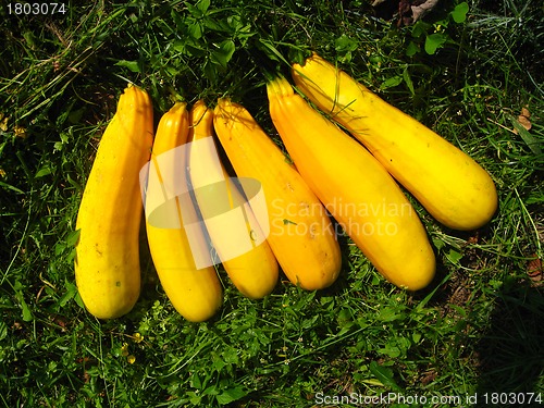 Image of yellow squashes