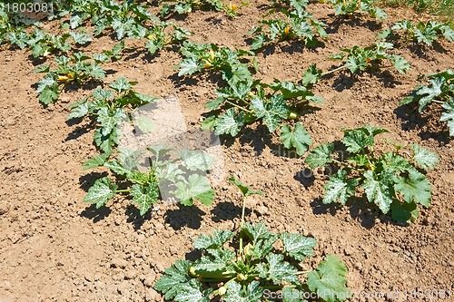 Image of Zucchini plants on soil