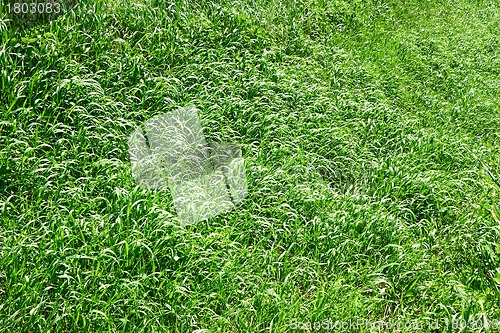 Image of Spring grass as herbal texture