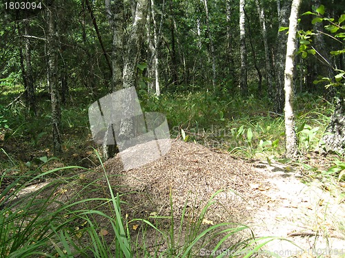 Image of life in the big ant hill
