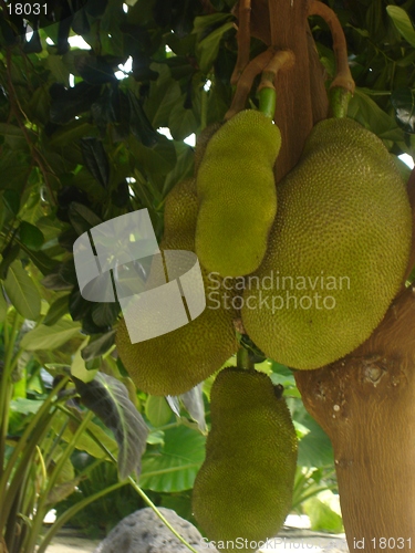 Image of Bunch of Jackfruit