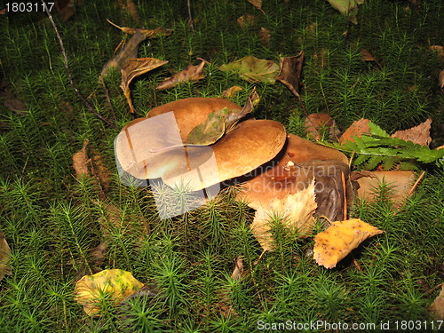 Image of mushrooms in the moss